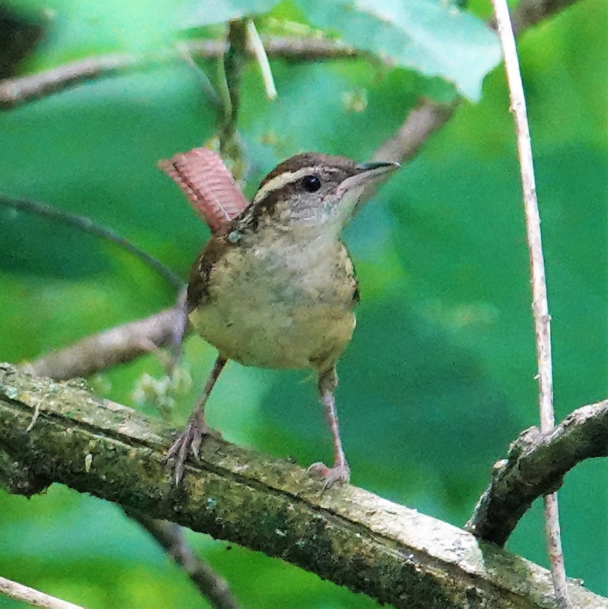 Carolina Wren - ML578923741