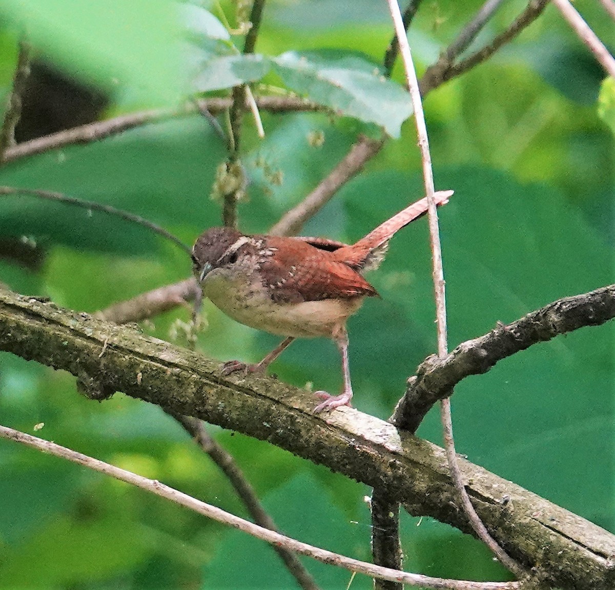Carolina Wren - ML578923751
