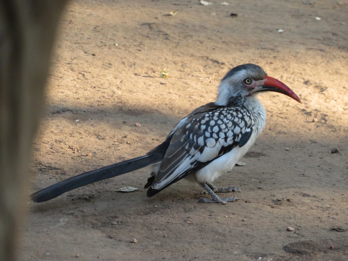 Southern Red-billed Hornbill - ML578924681