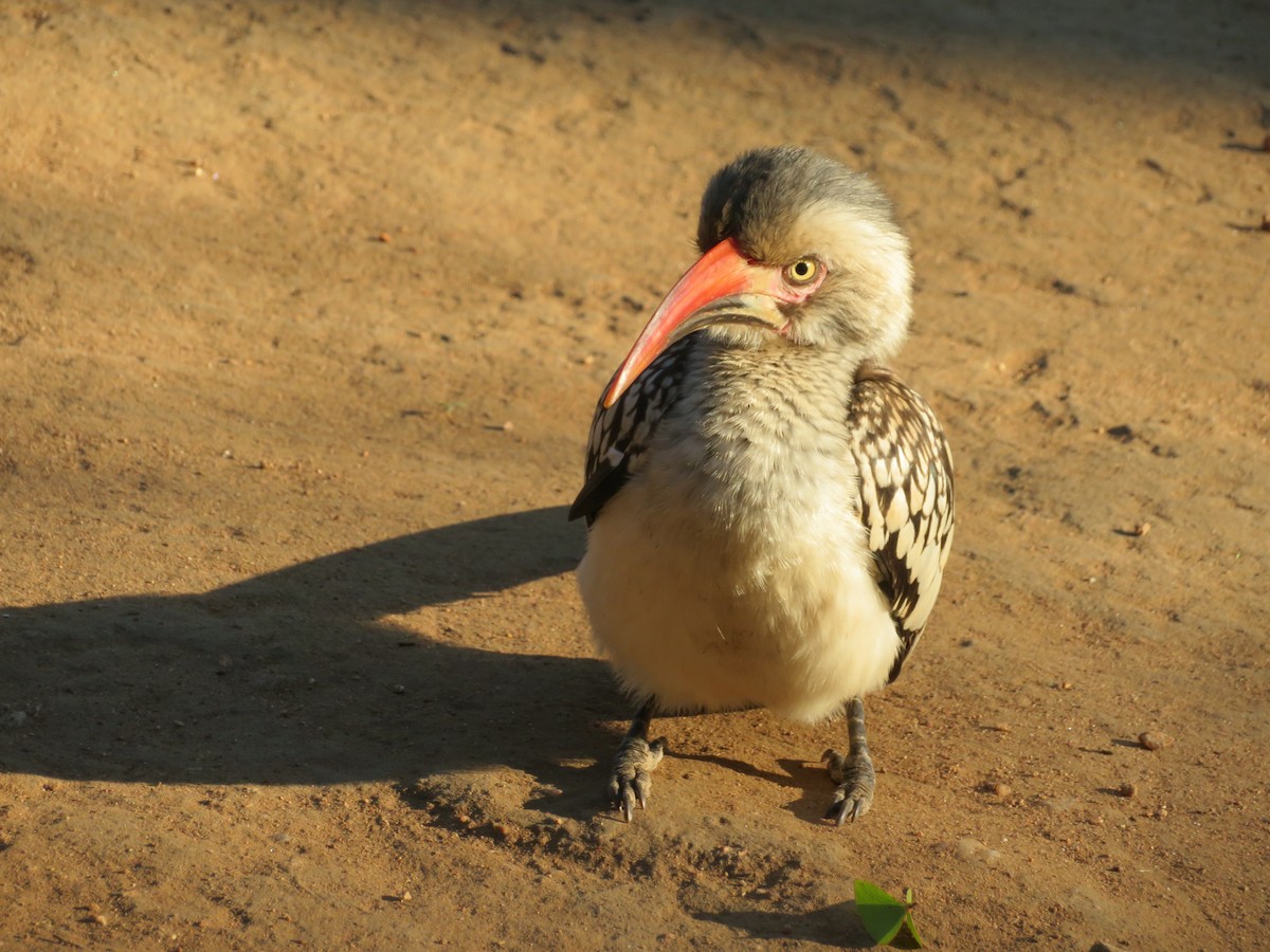 Southern Red-billed Hornbill - ML578924691