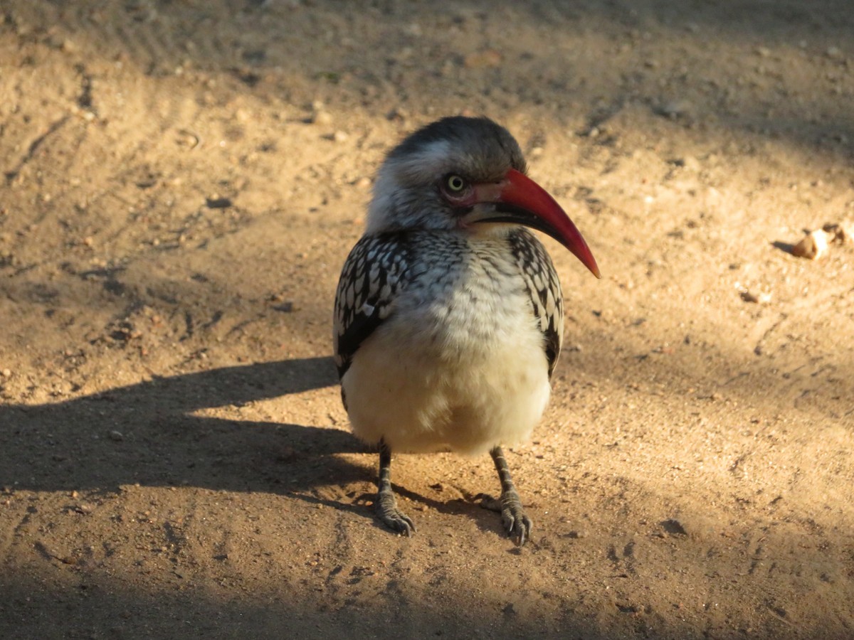 Southern Red-billed Hornbill - ML578924721