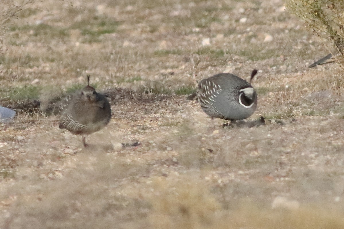 California Quail - Mark L. Hoffman