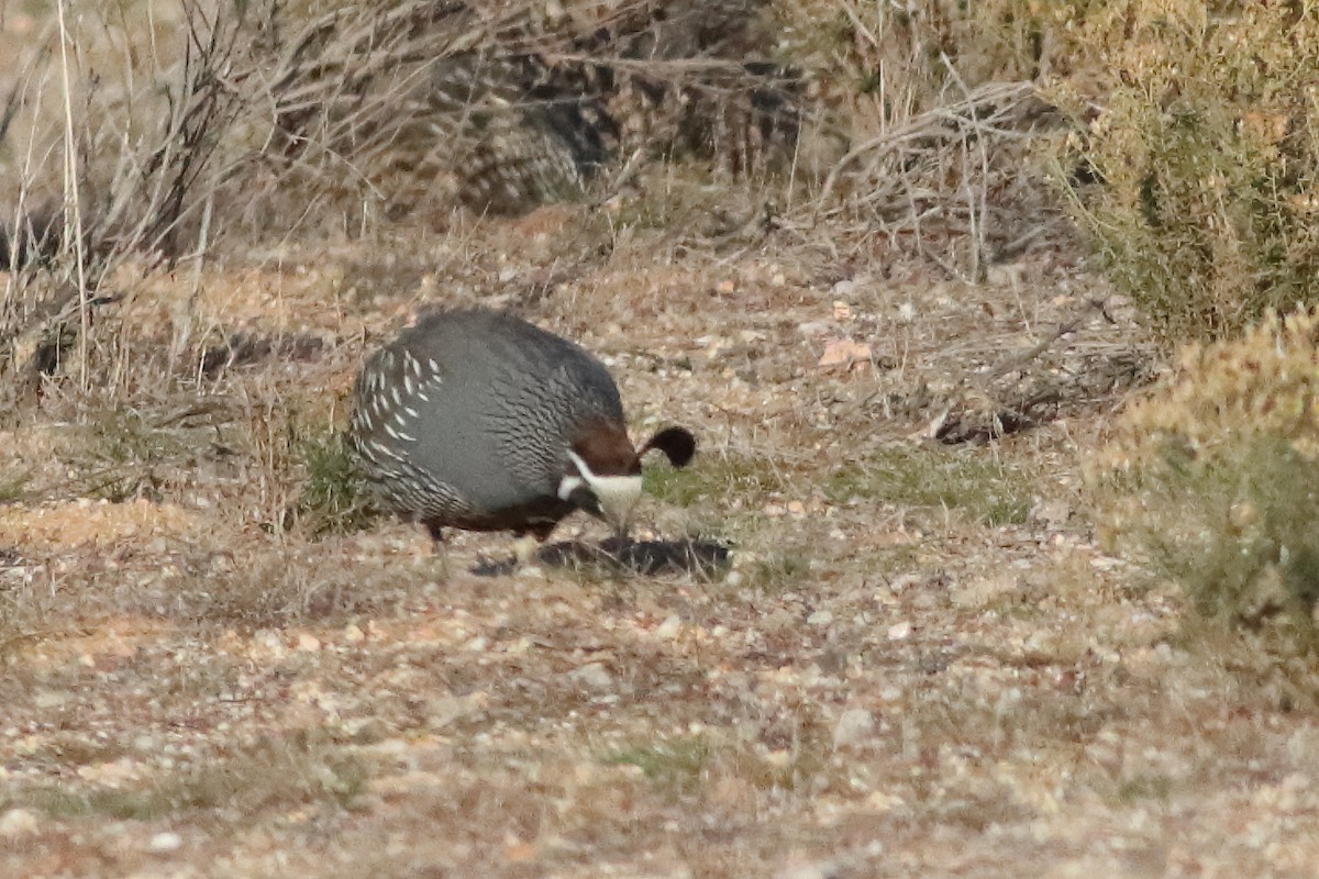 California Quail - ML578925061