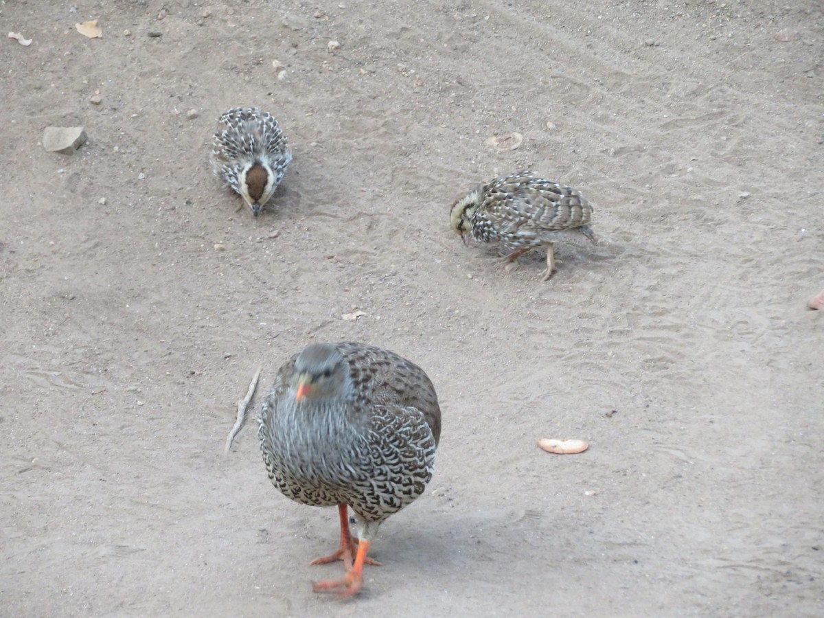 Natal Spurfowl - ML578925091