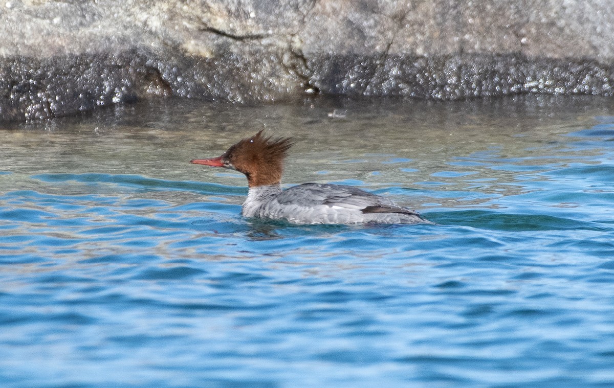 Common Merganser - Demelza and Josh Larson