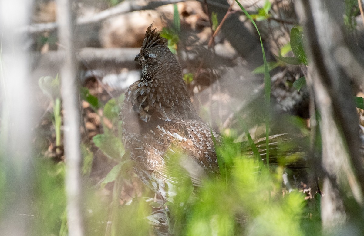 Ruffed Grouse - Demelza and Josh Larson