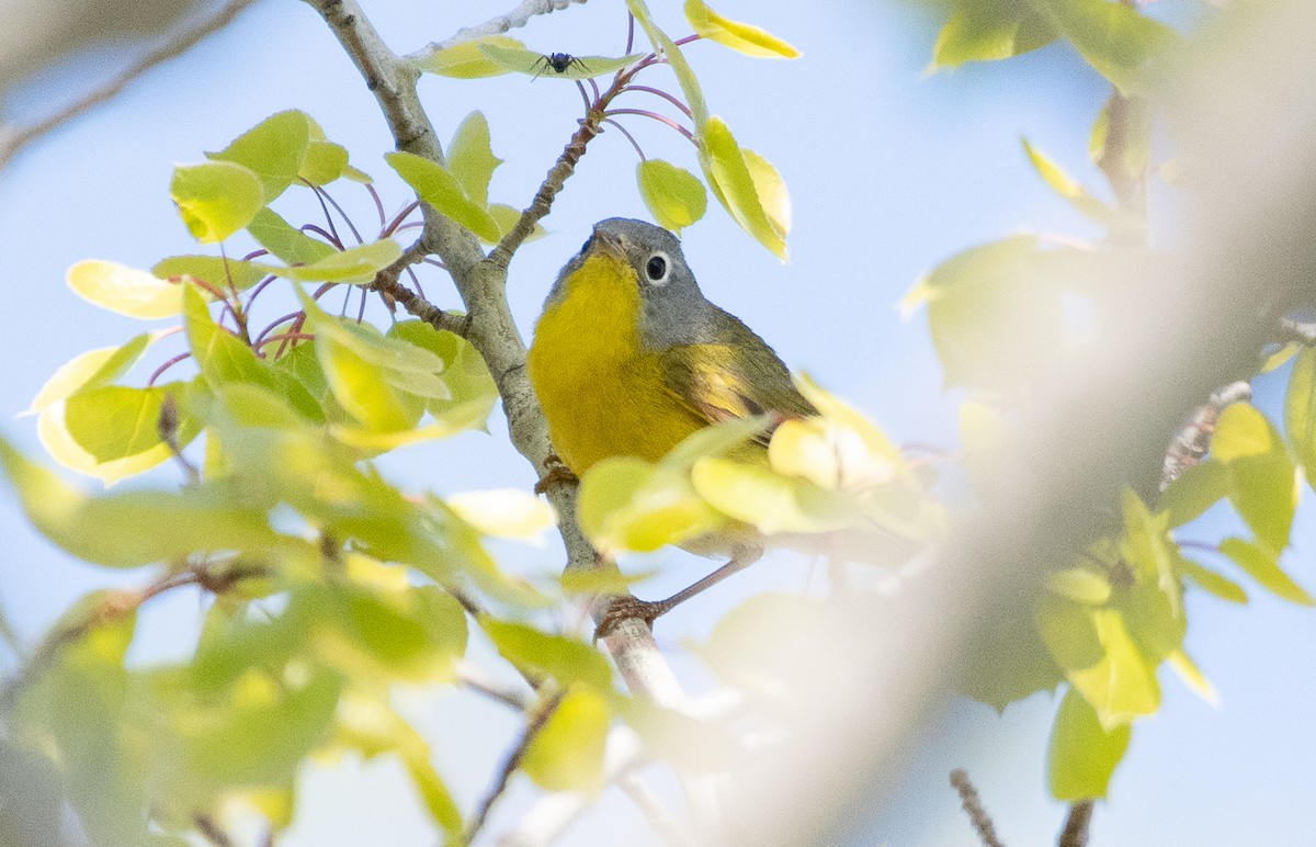 Nashville Warbler - ML578925631