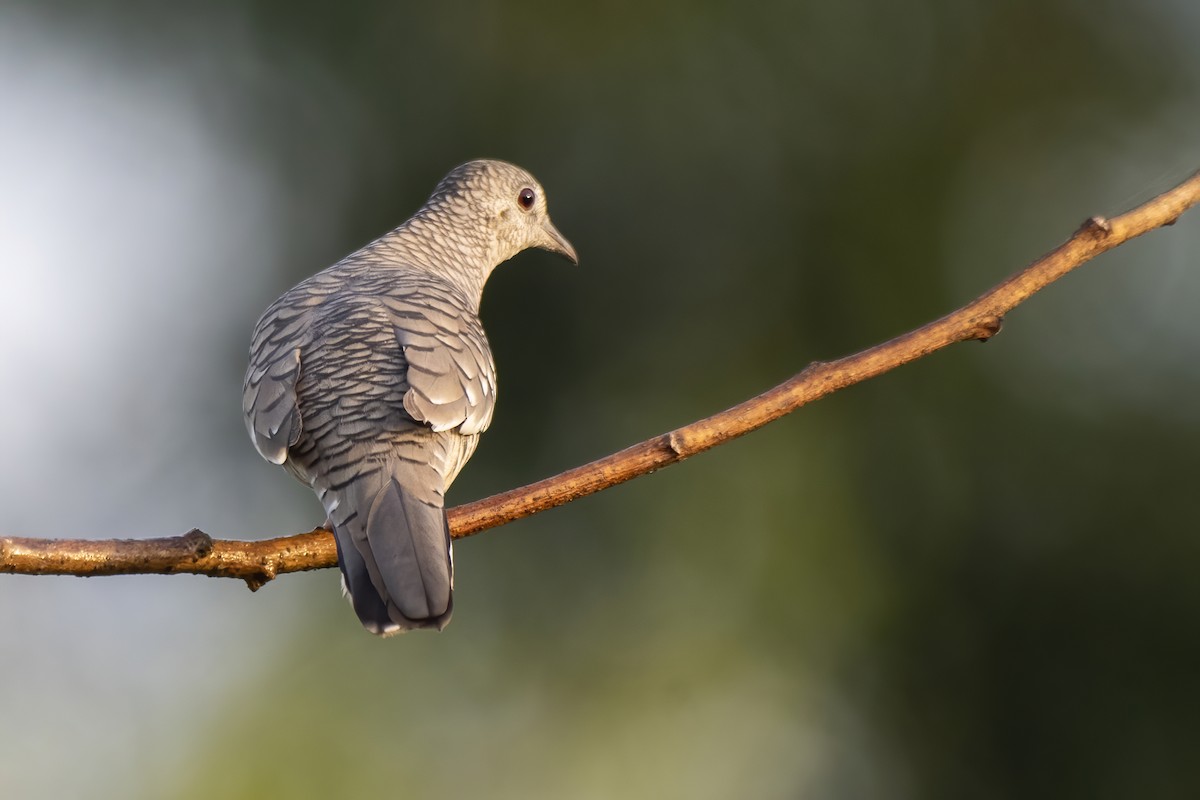 Scaled Dove - Luiz Carlos Ramassotti