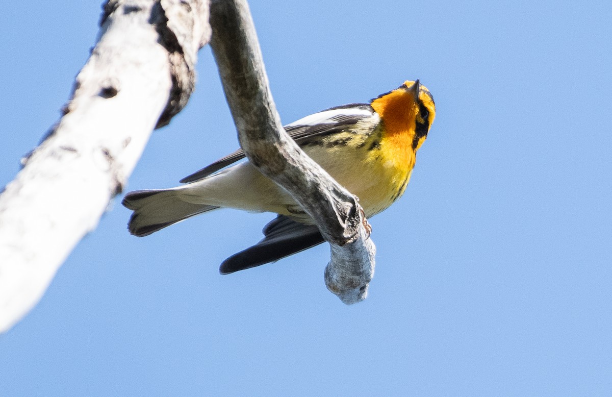 Blackburnian Warbler - ML578925761