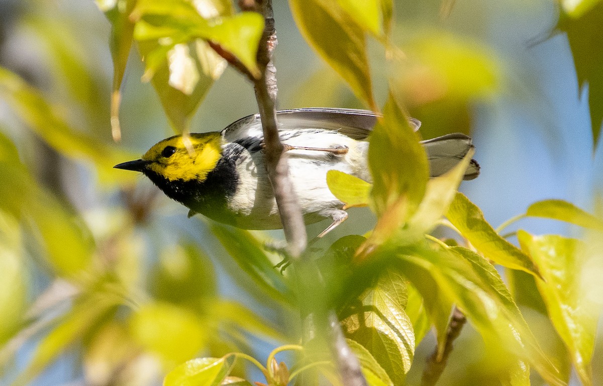 Grünmantel-Waldsänger - ML578925801