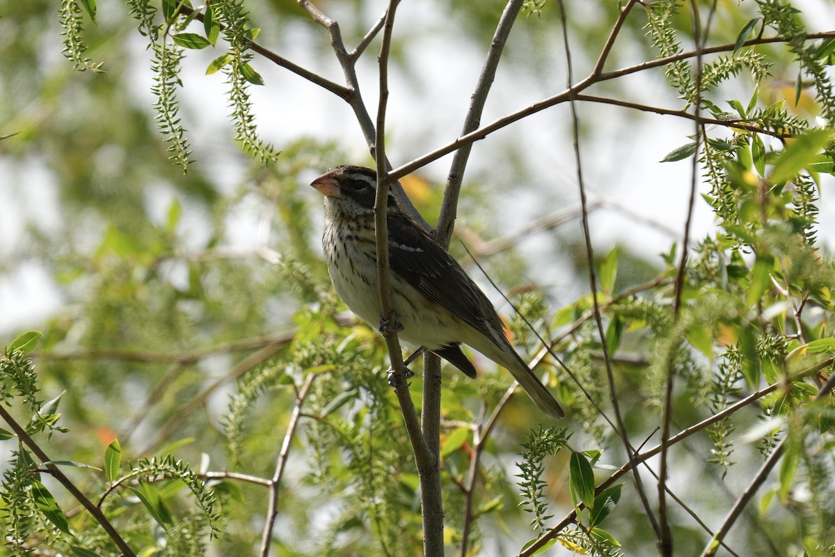 Rose-breasted Grosbeak - ML578926551