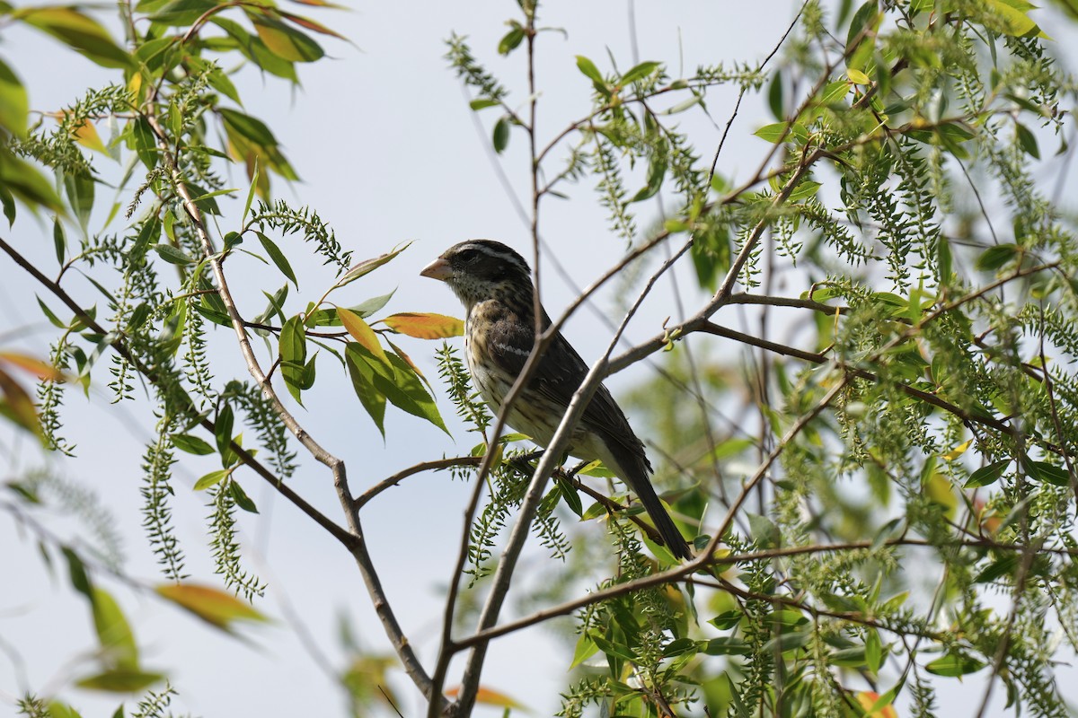 Rose-breasted Grosbeak - ML578926571