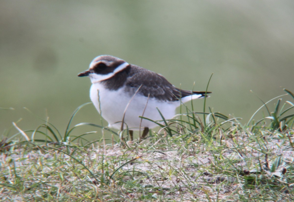 Common Ringed Plover - ML578927151
