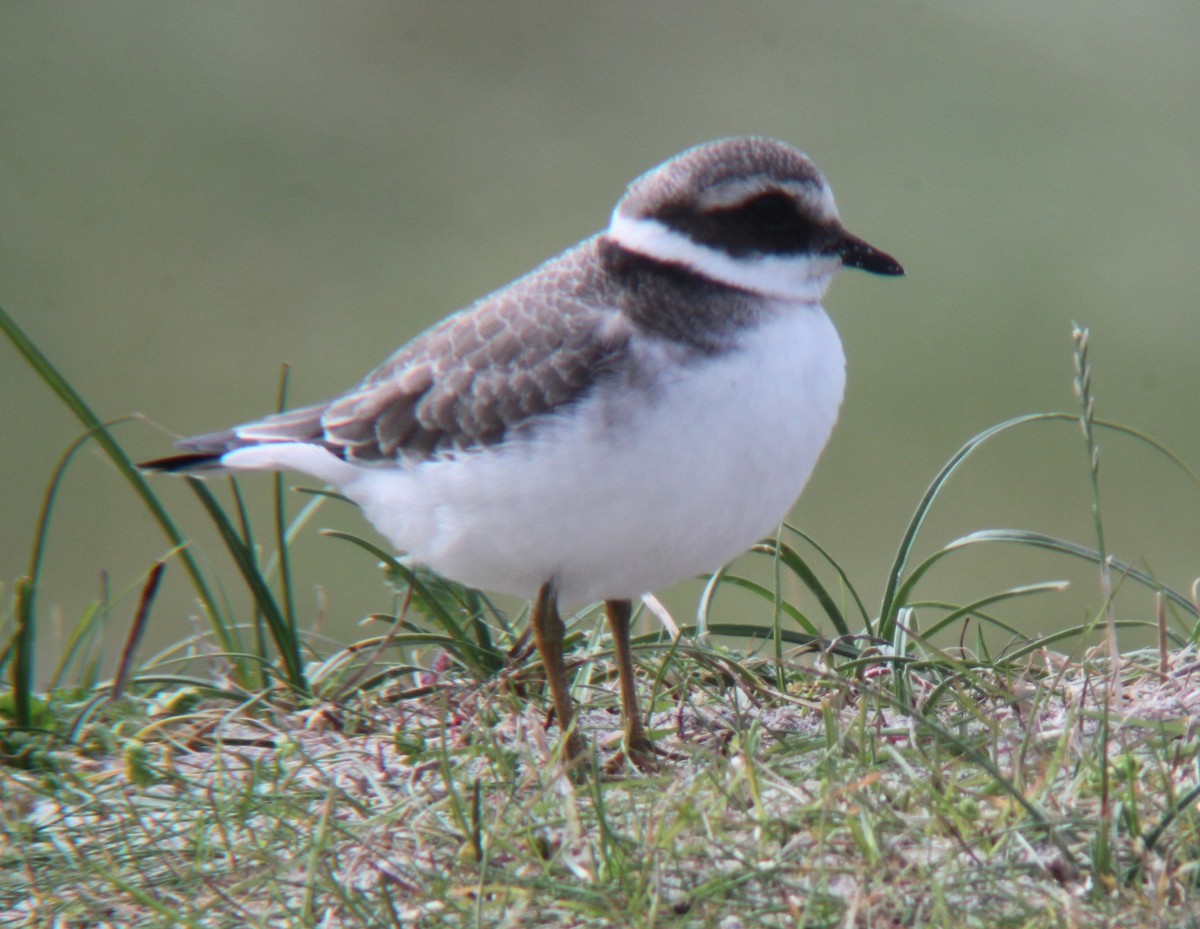 Common Ringed Plover - ML578927161