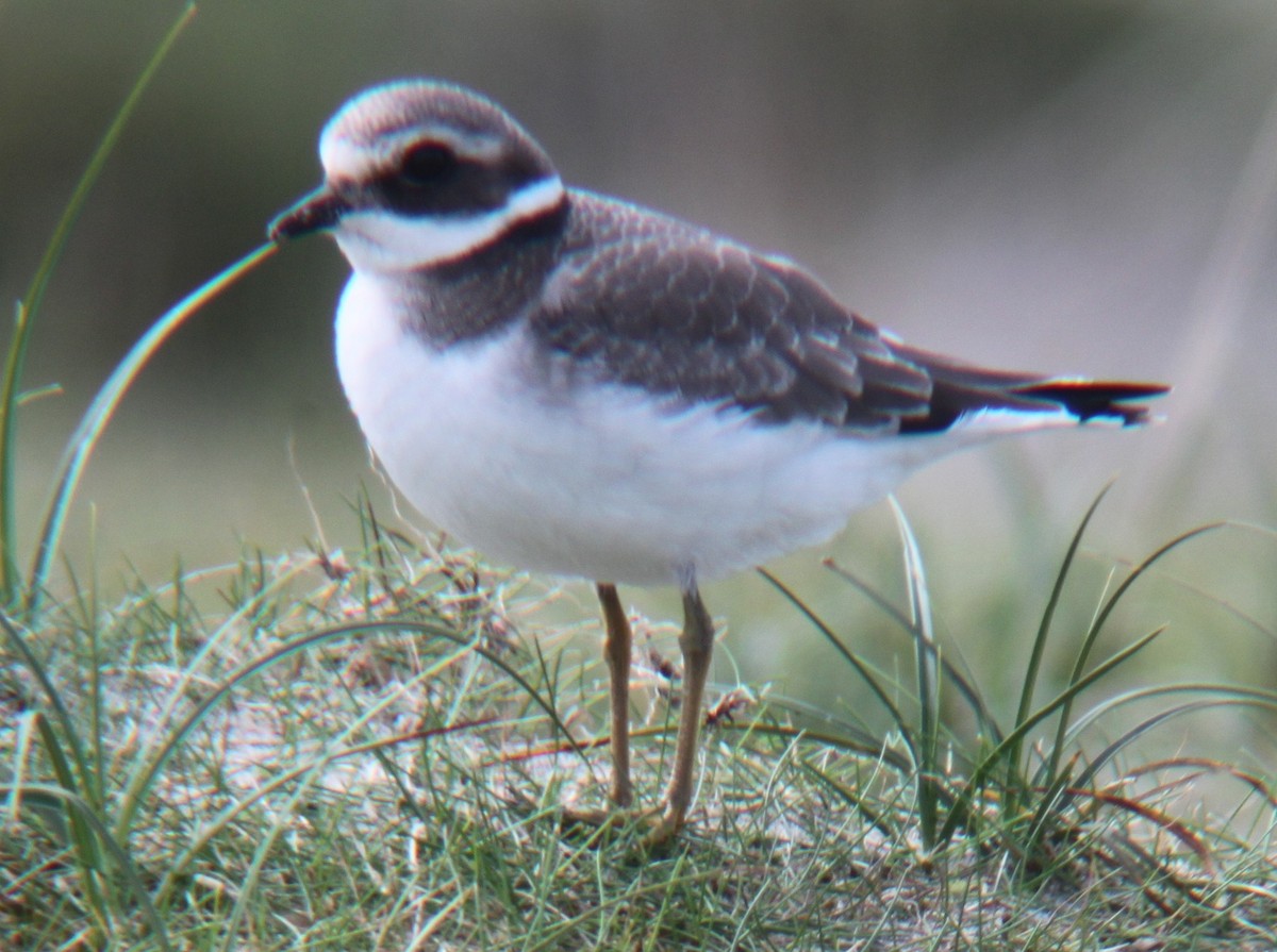 Common Ringed Plover - ML578927171