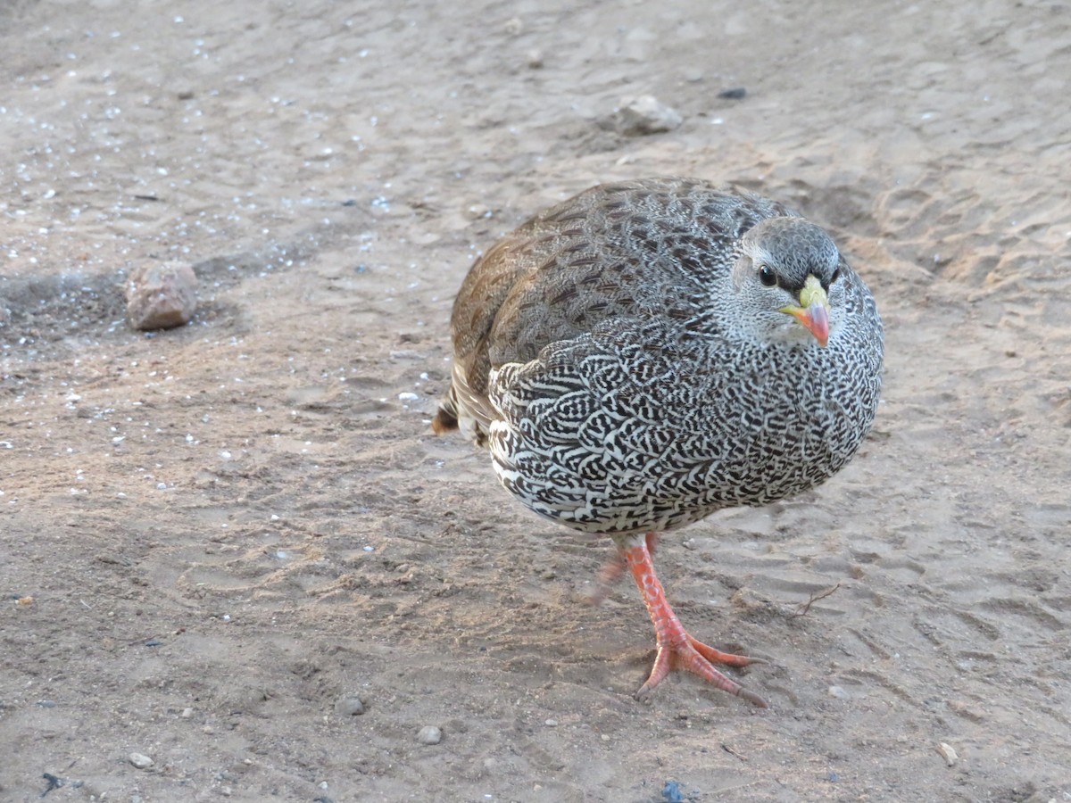 Natal Spurfowl - ML578928311