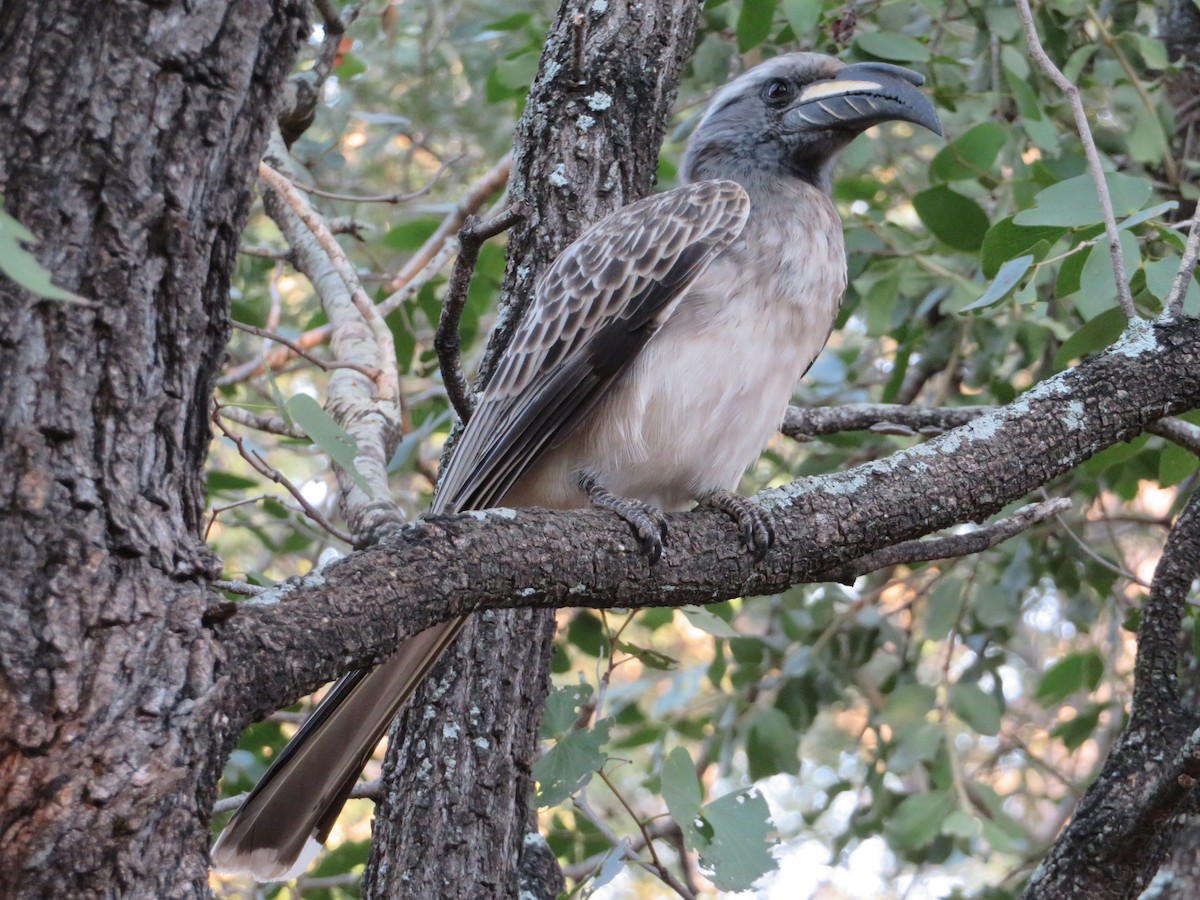 African Gray Hornbill - ML578928581