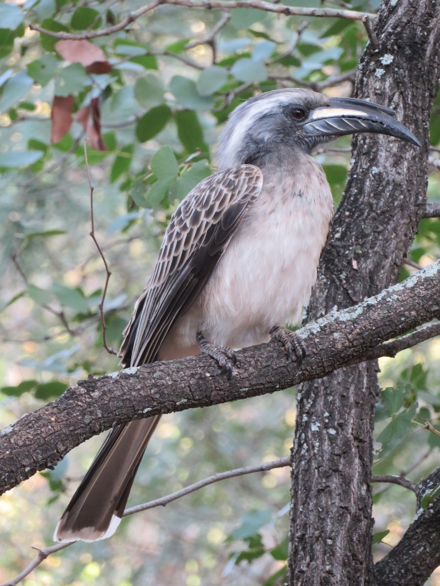 African Gray Hornbill - ML578928631