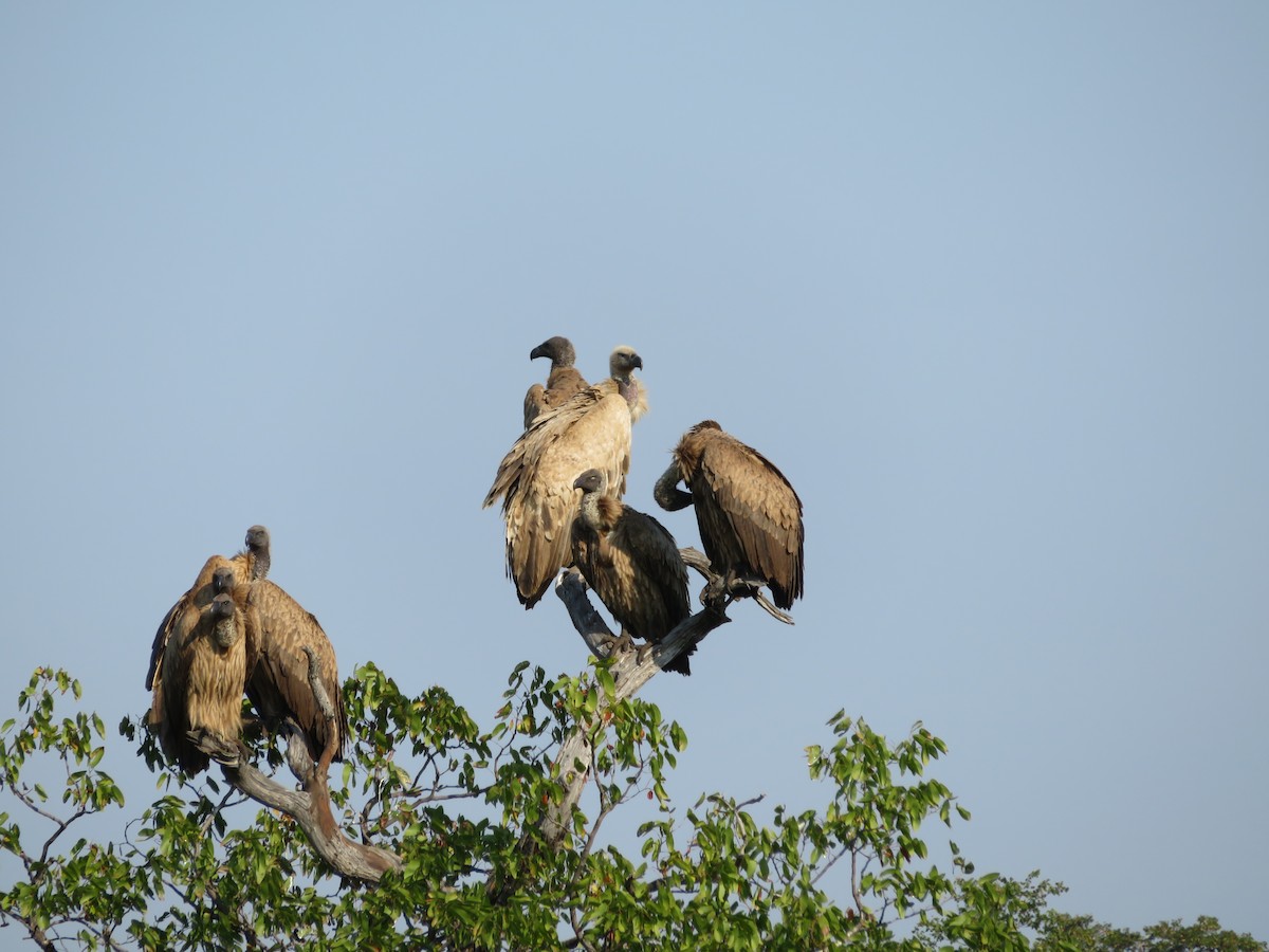 White-backed Vulture - ML578928721