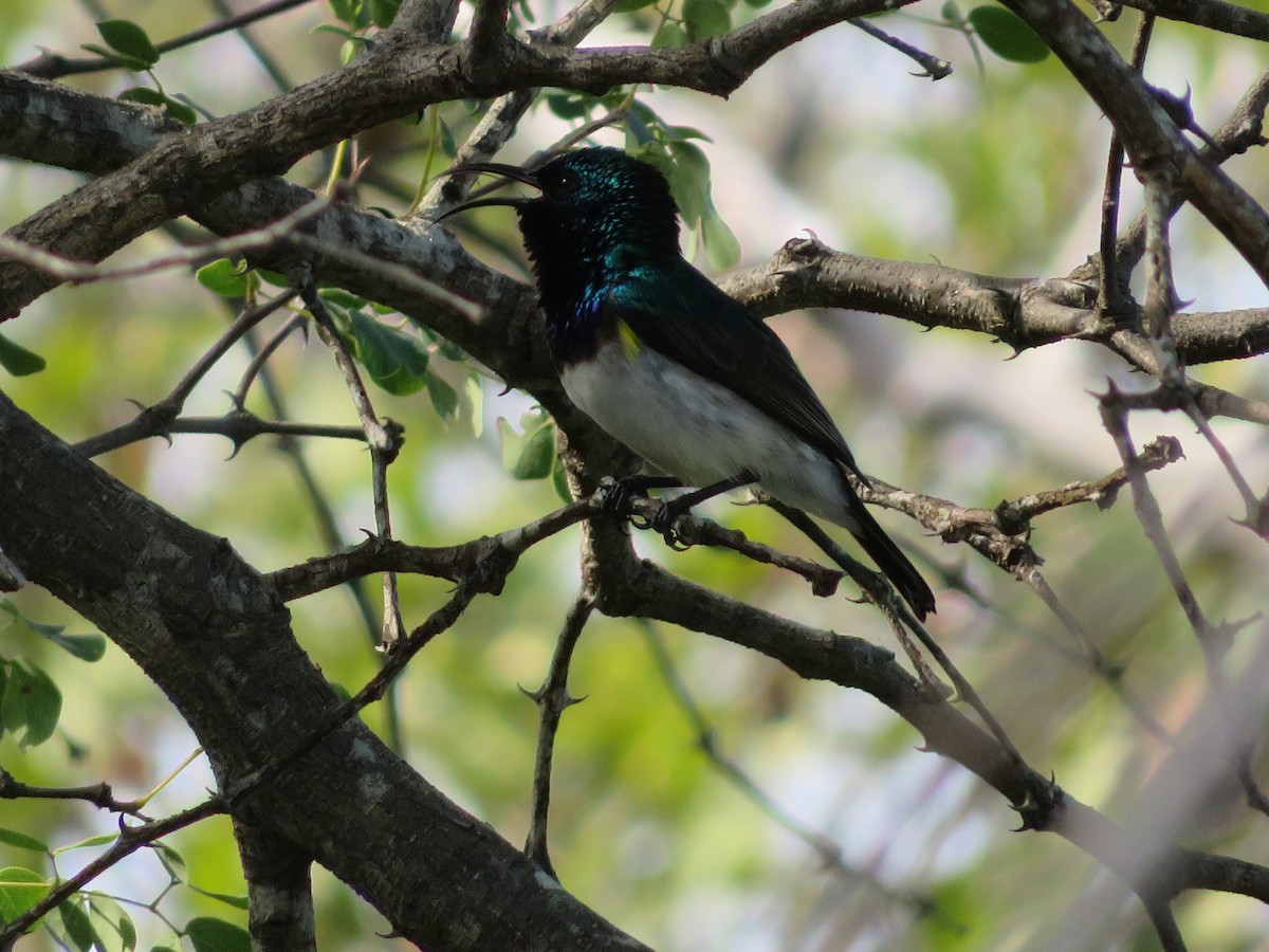 White-breasted Sunbird - ML578929341