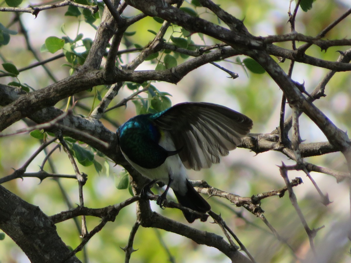 White-breasted Sunbird - ML578929431