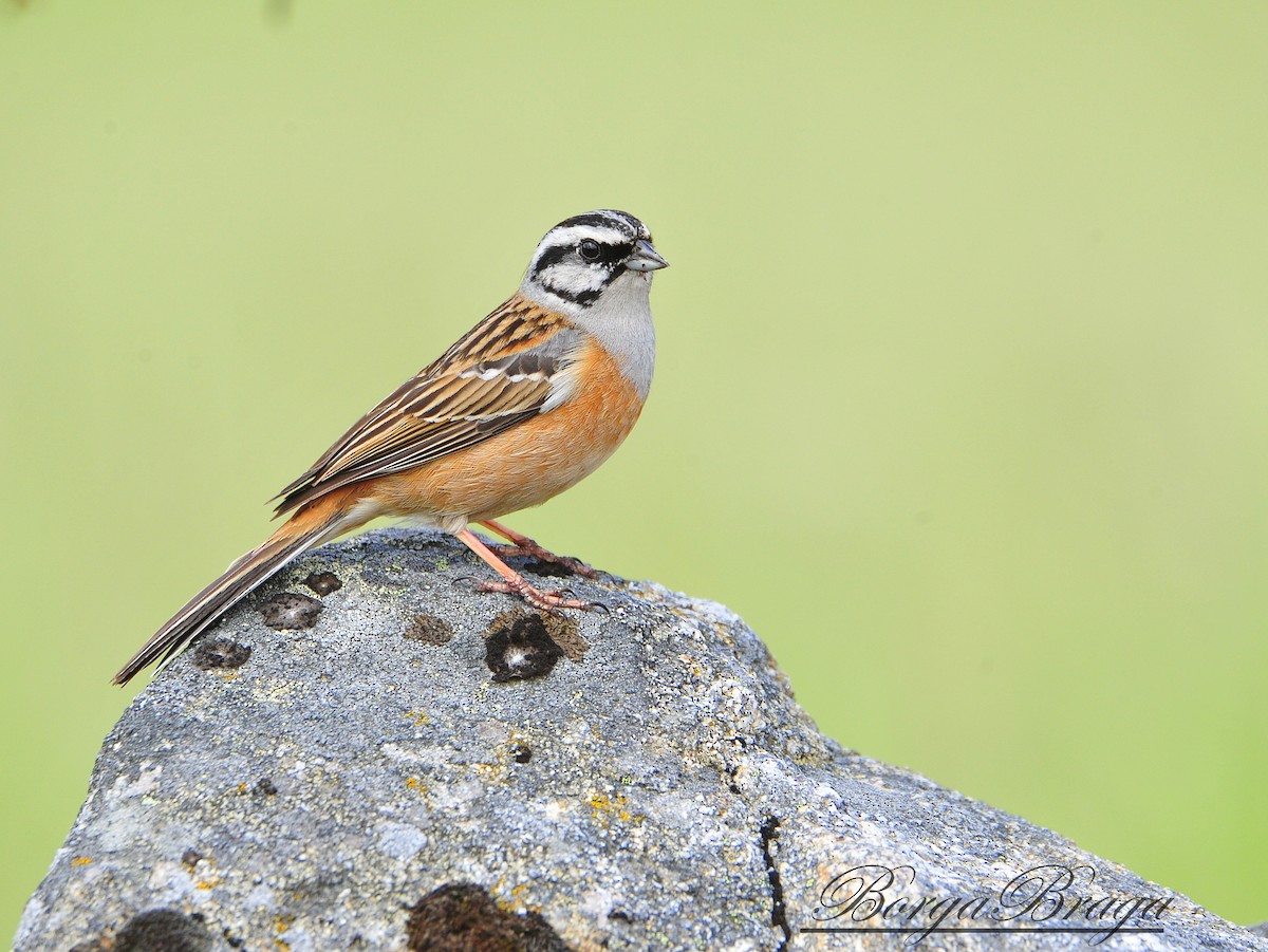 Rock Bunting - Rui  Santos