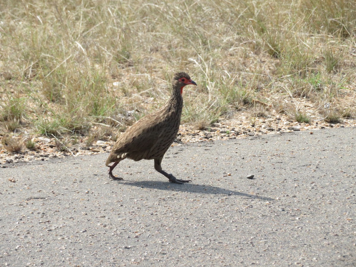 Swainson's Spurfowl - ML578929661