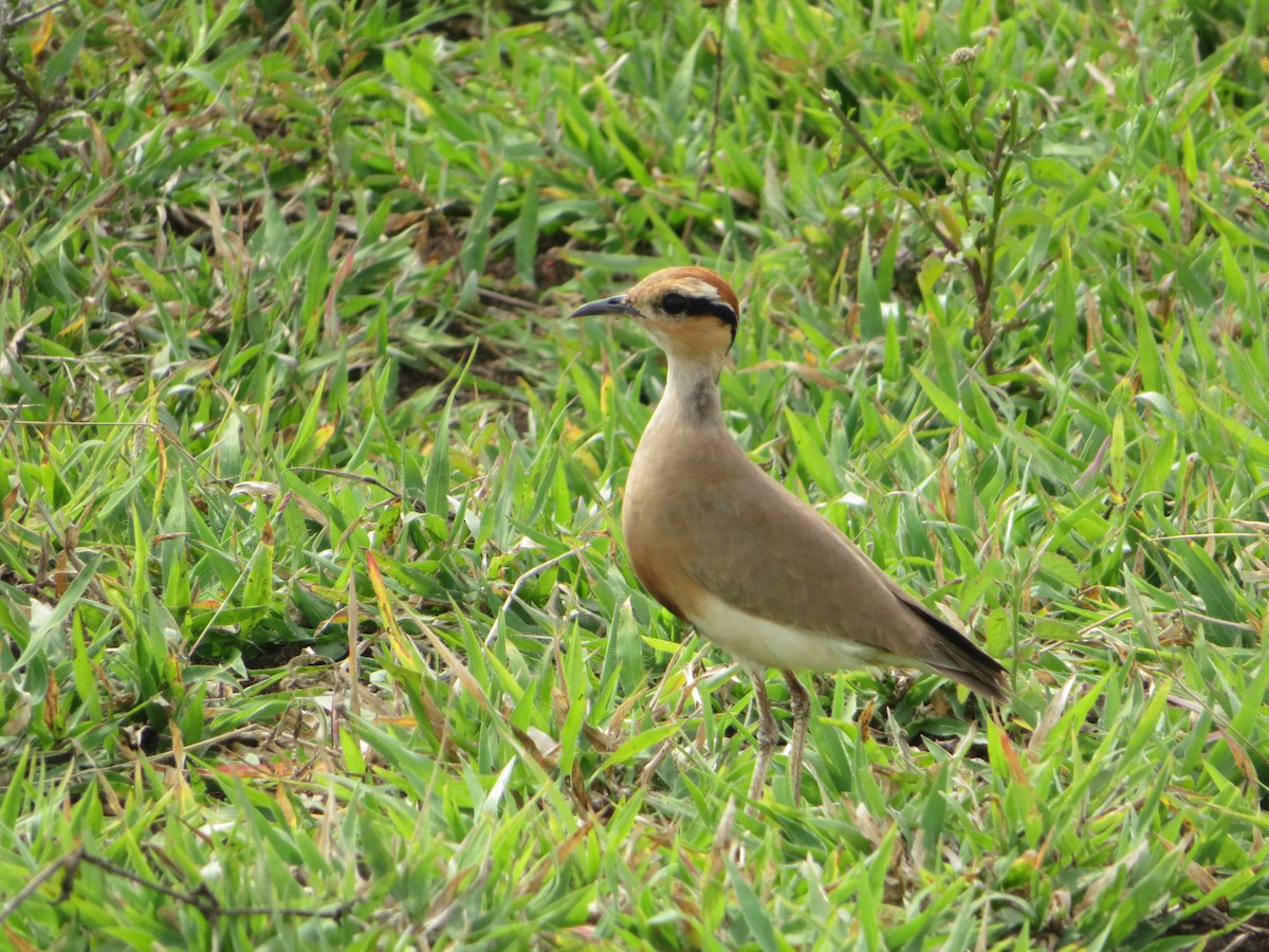 Temminck's Courser - ML578929821