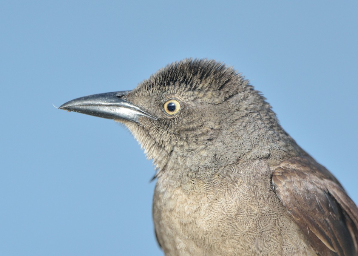 Carib Grackle - ML578929921