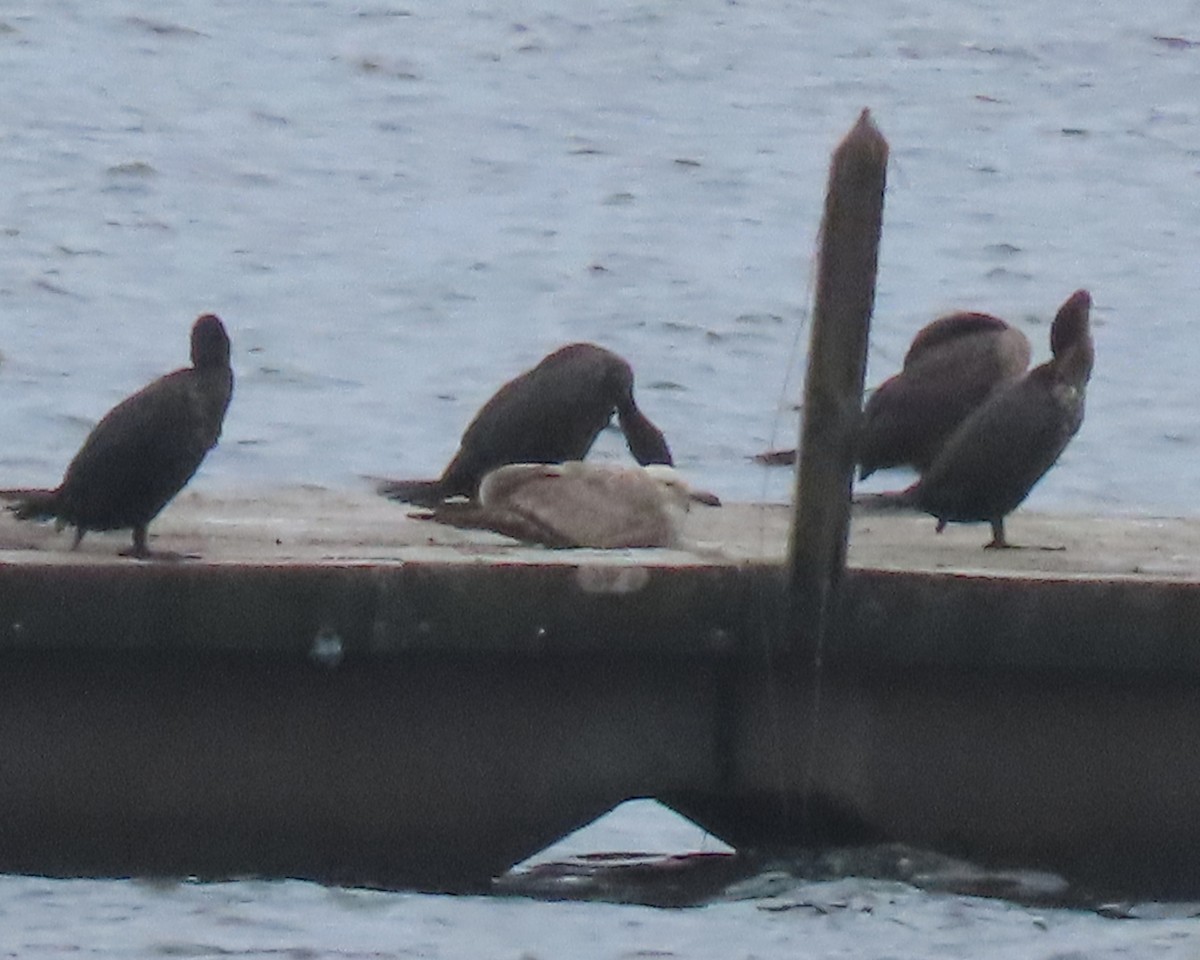 goéland ou mouette sp. - ML578930361