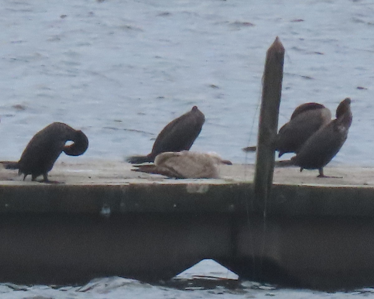 goéland ou mouette sp. - ML578930371