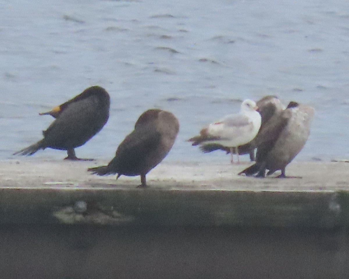 Ring-billed Gull - ML578930521