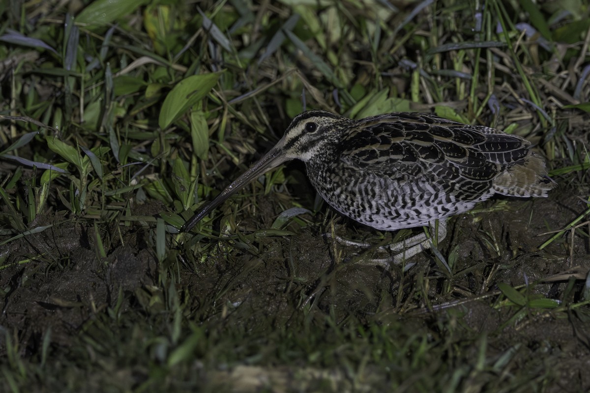 Giant Snipe - Thelma Gátuzzô