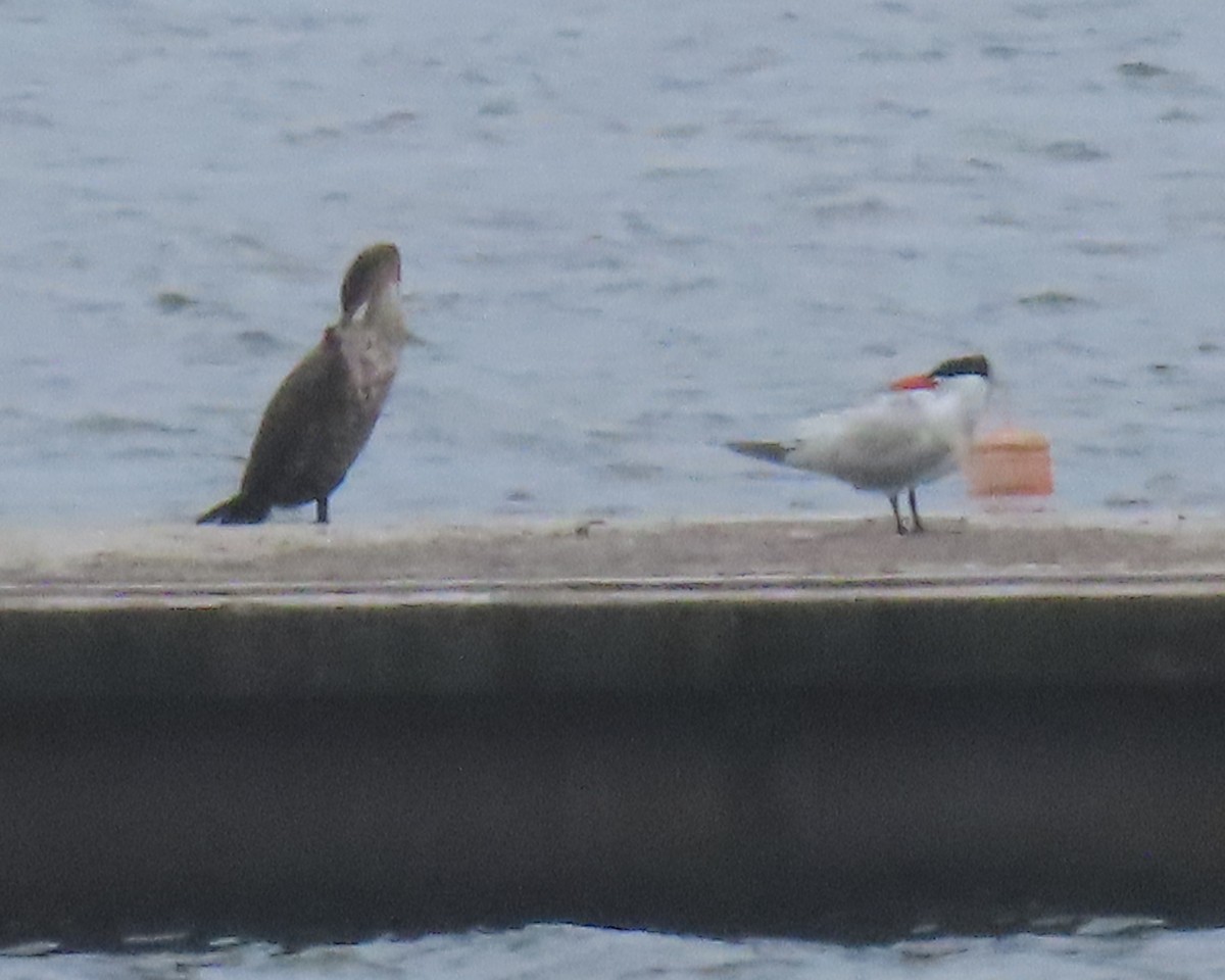 Caspian Tern - ML578930661