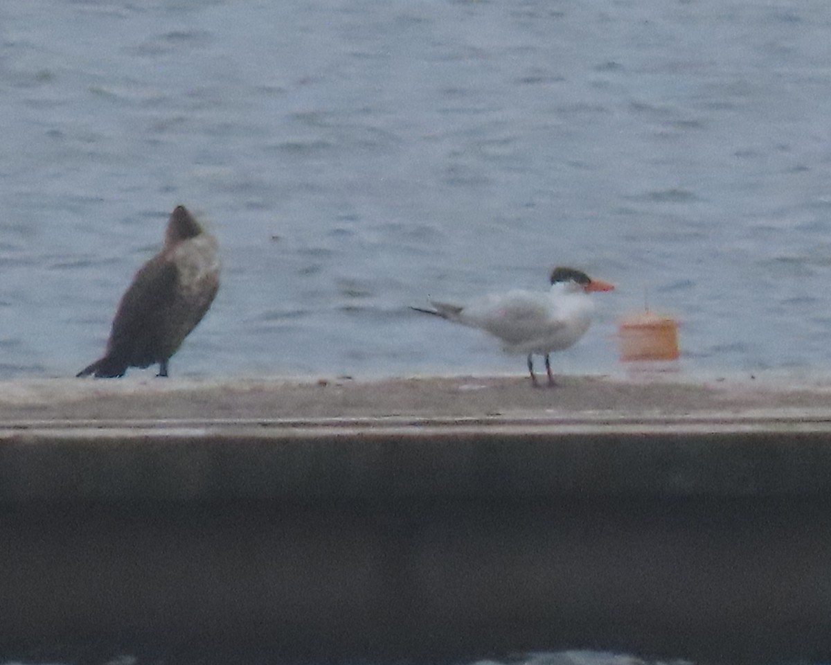 Caspian Tern - ML578930671