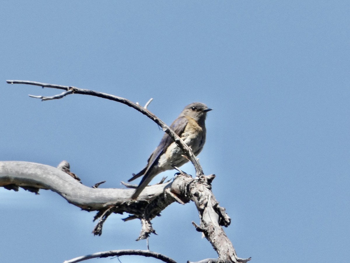 Western Bluebird - ML578931111