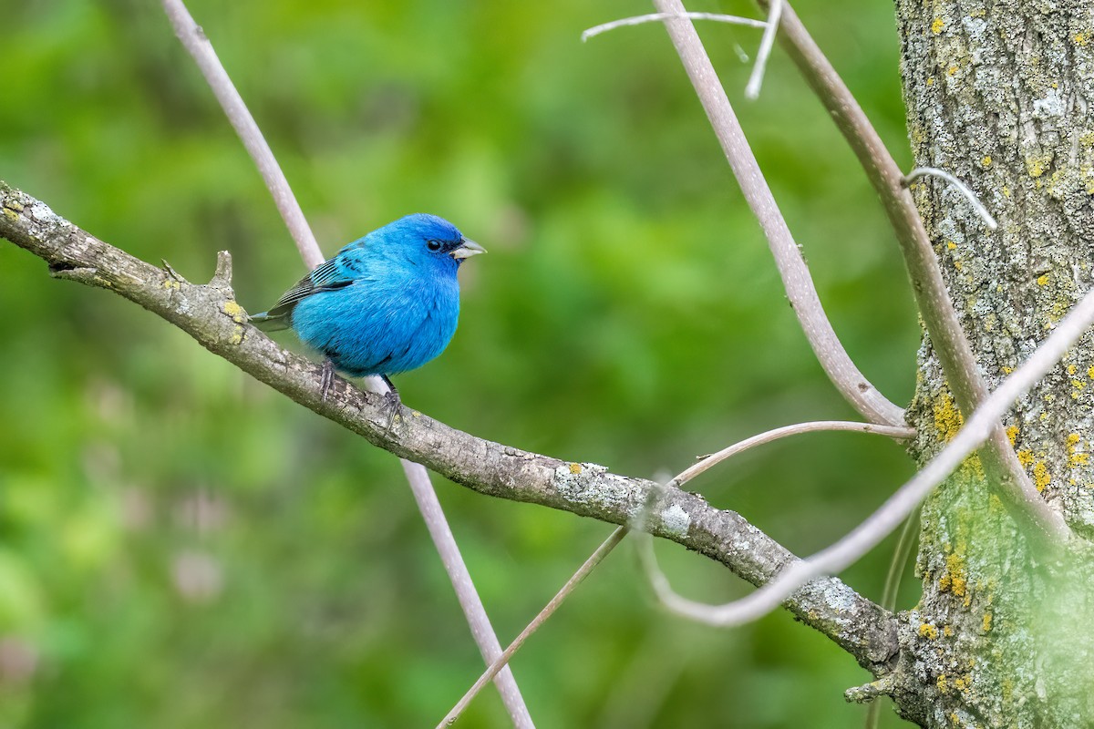 Indigo Bunting - ML578931301