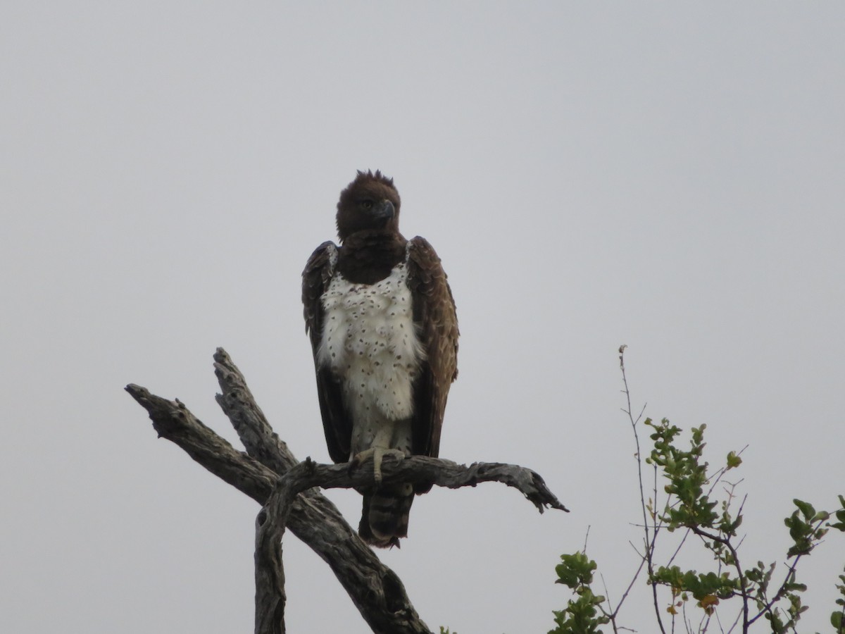 Águila Marcial - ML578931441