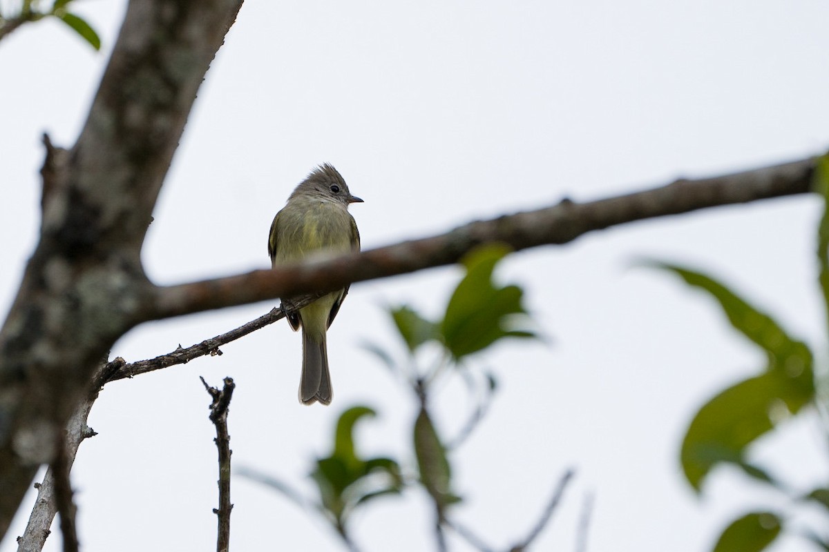 Yellow-bellied Elaenia - ML578931901