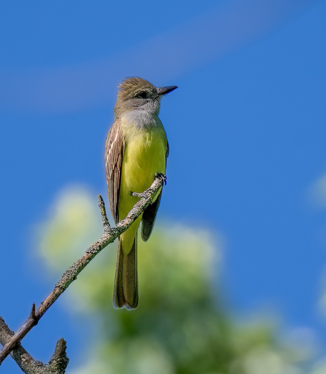 Great Crested Flycatcher - ML578935141