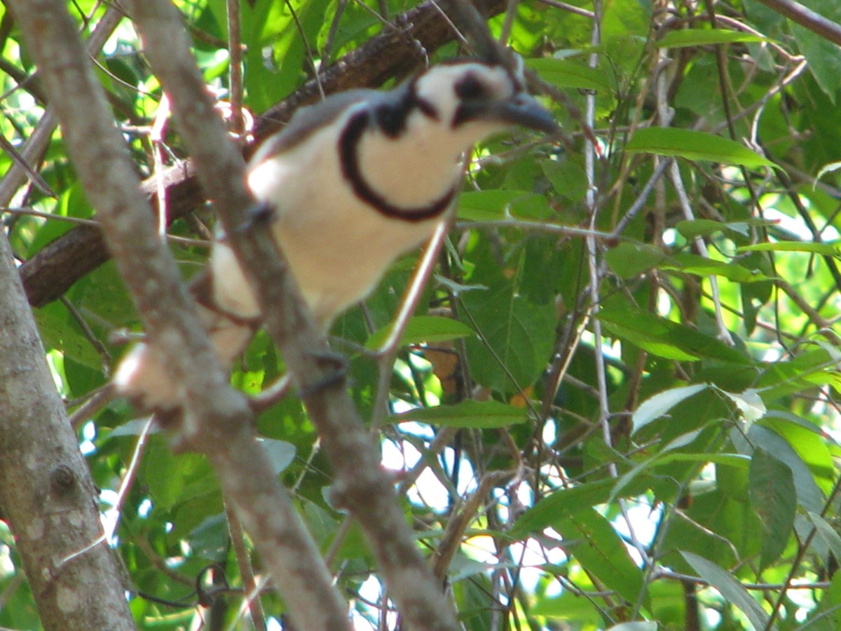 White-throated Magpie-Jay - ML578935221