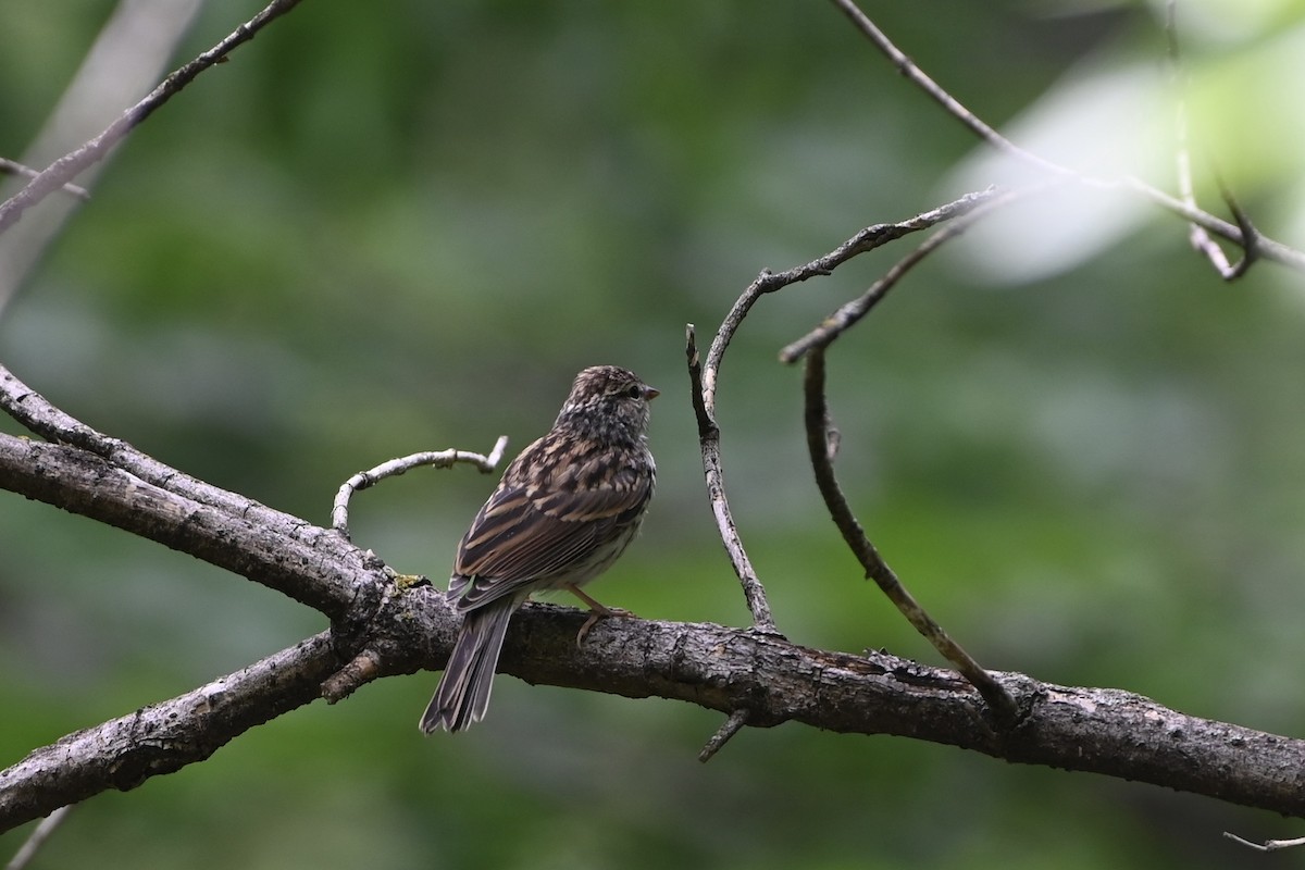 Chipping Sparrow - ML578936111