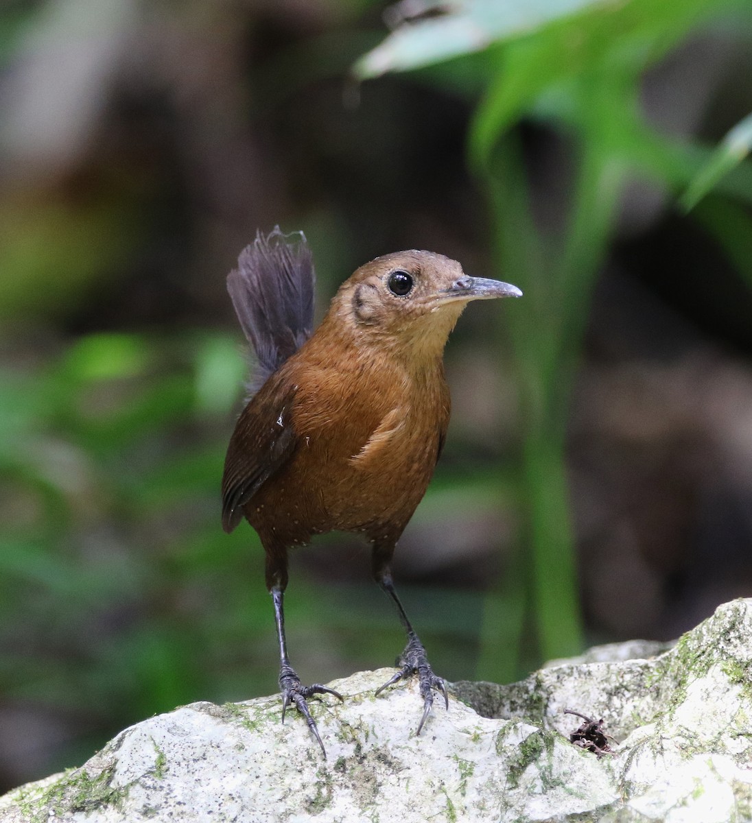 Sumichrast's Wren - ML578936161