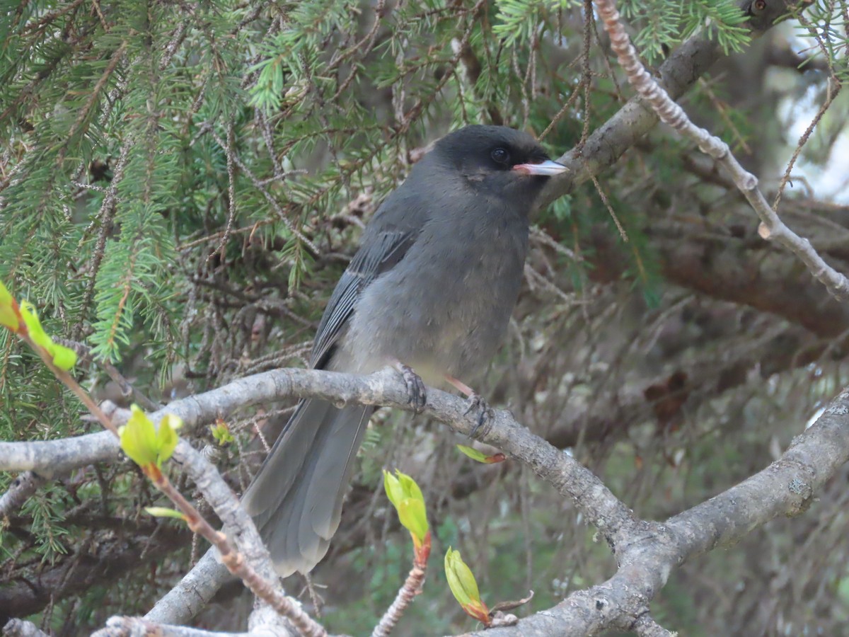 Canada Jay - ML578936211