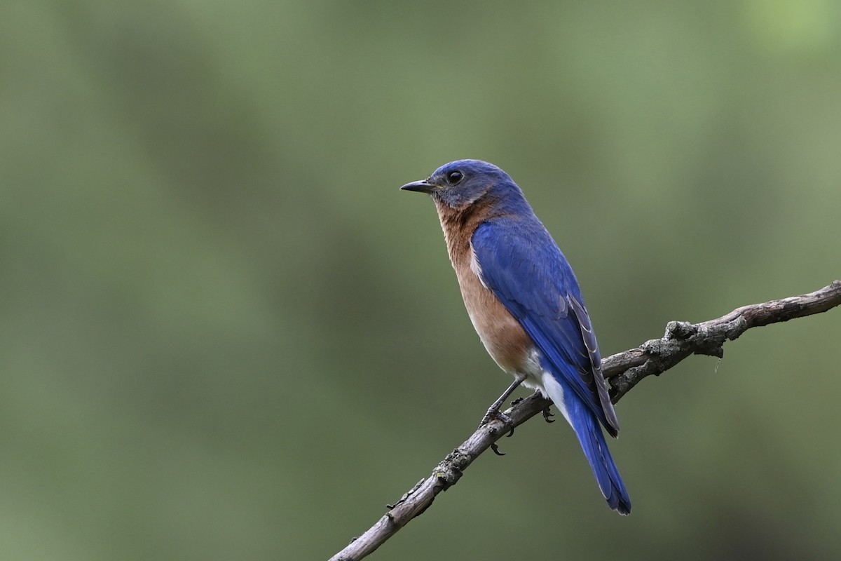 Eastern Bluebird - ML578936371