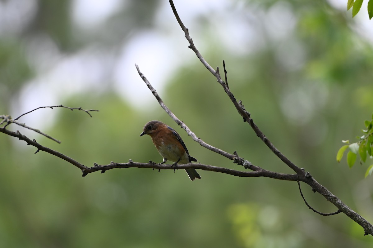 Eastern Bluebird - ML578936381