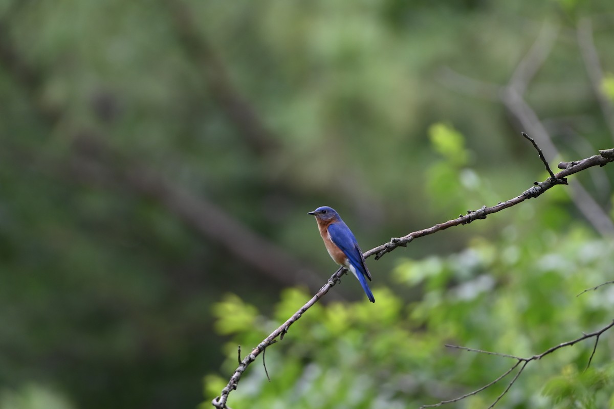 Eastern Bluebird - ML578936391