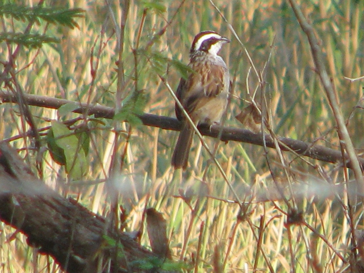 Stripe-headed Sparrow - ML578936541