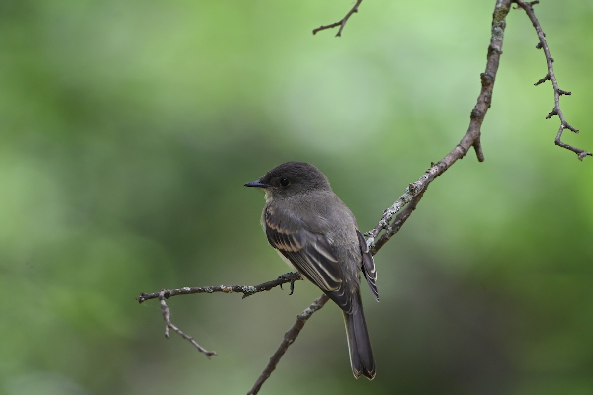 Eastern Phoebe - ML578937061