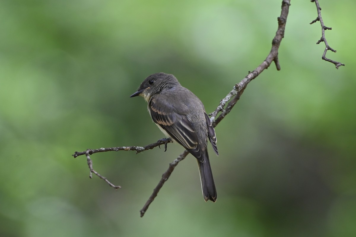 Eastern Phoebe - ML578937071